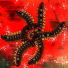 PlayStation profile picture for @nicho